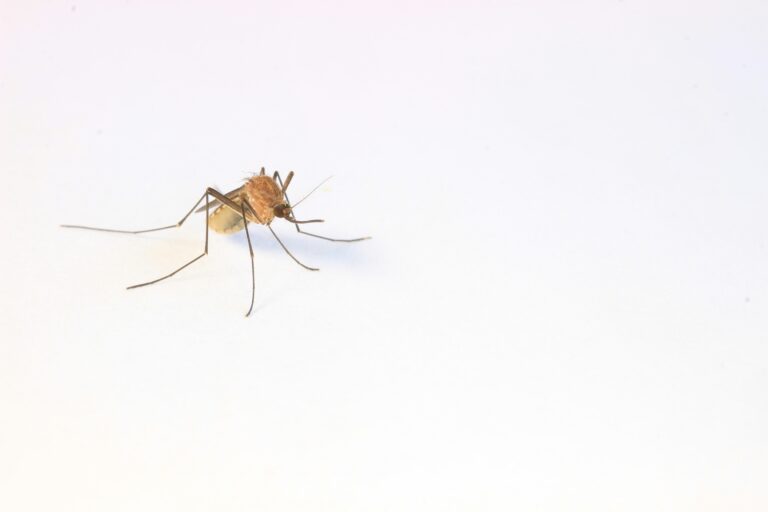 Krankheitsübertragende Insekten